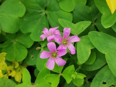 Oxalis debilis