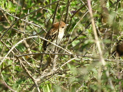 Myiophobus fasciatus