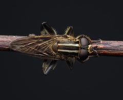 Orthoprosopa bilineata