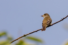 Empidonax traillii