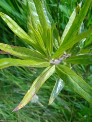 Gomphocarpus fruticosus