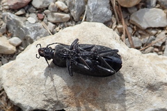 Carabus clatratus