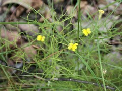 Goodenia cirrifica