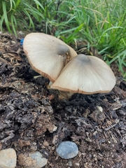 Volvariella volvacea