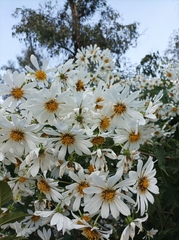 Montanoa grandiflora