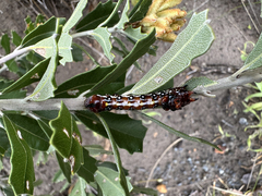 Psalidostetha banksiae