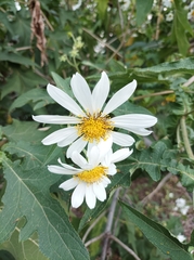 Montanoa grandiflora