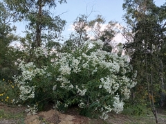 Montanoa grandiflora