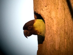 Aratinga nenday