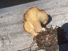 Clitocybaceae