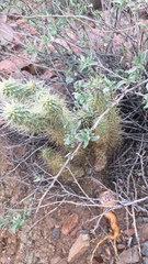 Cylindropuntia bigelovii