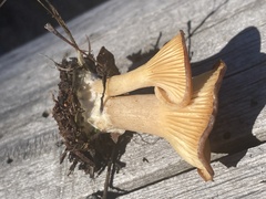 Clitocybaceae