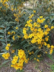 Aldama buddlejiformis
