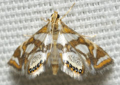 Chrysendeton medicinalis