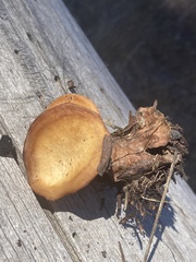 Clitocybaceae