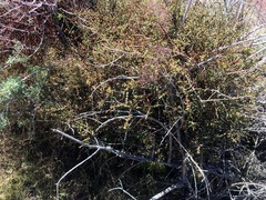 Phoradendron californicum