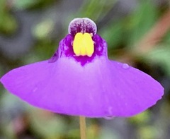 Utricularia barkeri