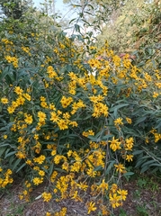 Aldama buddlejiformis