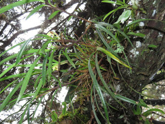 Maxillaria
