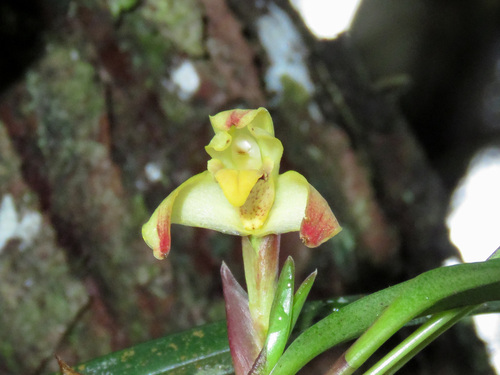 Maxillaria meridensis