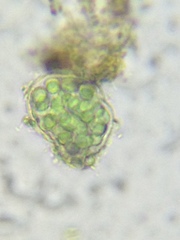 Coelosphaerium aerugineum