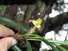 Maxillaria