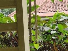 Pycnonotus aurigaster