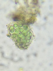 Coelosphaerium aerugineum