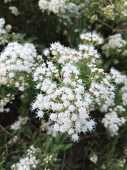 Ageratina brevipes