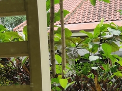 Pycnonotus aurigaster