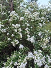 Ageratina brevipes