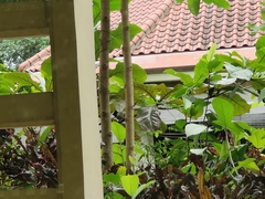 Pycnonotus aurigaster