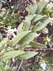 Ageratina brevipes
