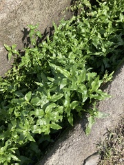 Gymnocoronis spilanthoides