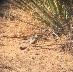 Ammospermophilus leucurus