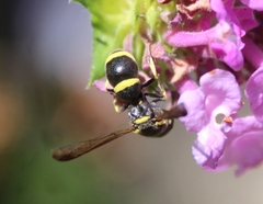 Parancistrocerus declivatus