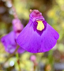 Utricularia barkeri
