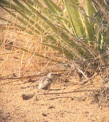 Ammospermophilus leucurus
