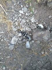 Spilogale angustifrons