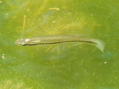 Fundulus notatus