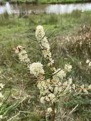 Hakea teretifolia