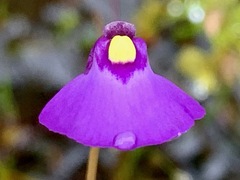 Utricularia barkeri