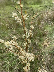 Hakea teretifolia