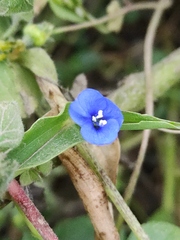 Commelina diffusa