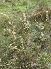 Hakea teretifolia