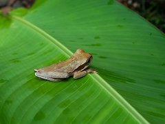 Smilisca phaeota