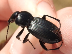 Cyclotrachelus