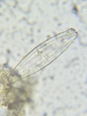 Naviculales