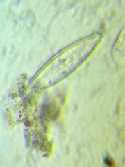 Naviculales