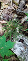 Dendrolycopodium dendroideum